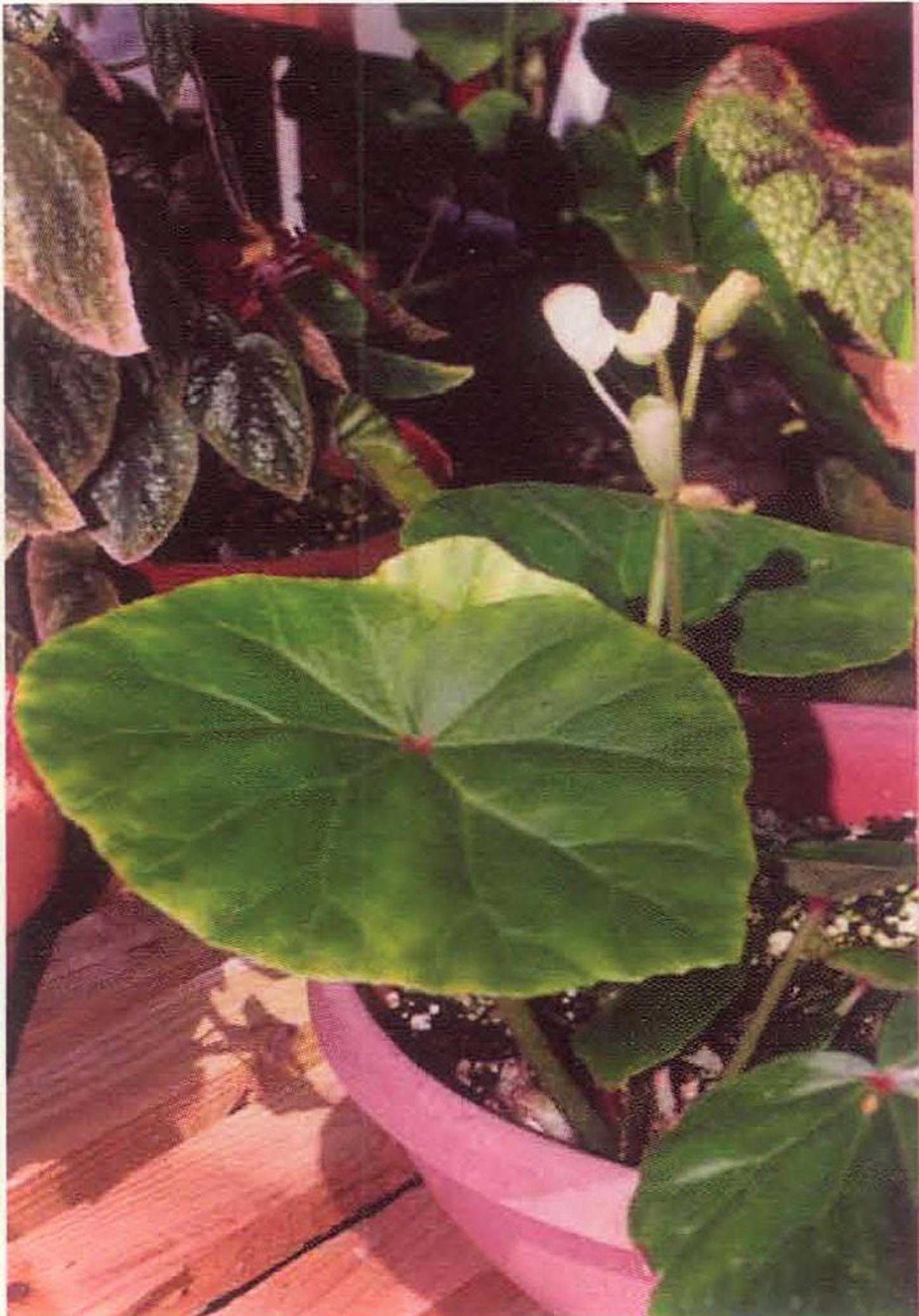 B. U331